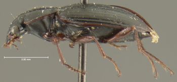Media type: image;   Entomology 33015 Aspect: habitus lateral view